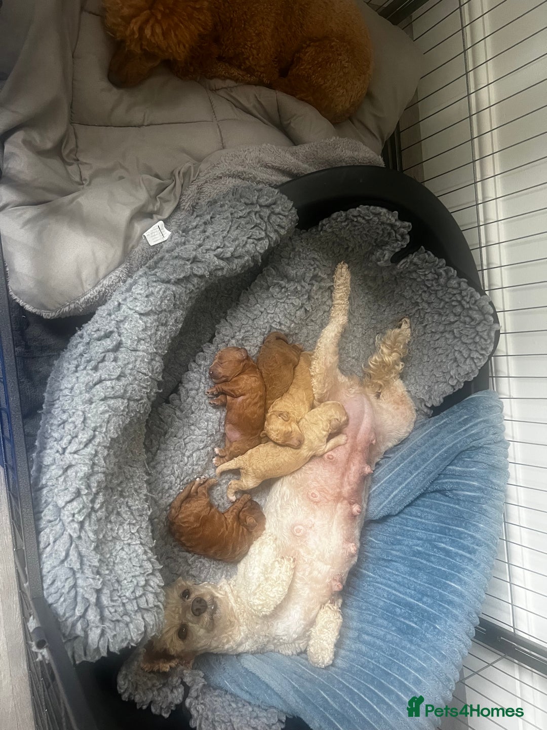 Toy Poodle dogs for sale: Gorgeous kc registered toy poodle pups  - Image 30