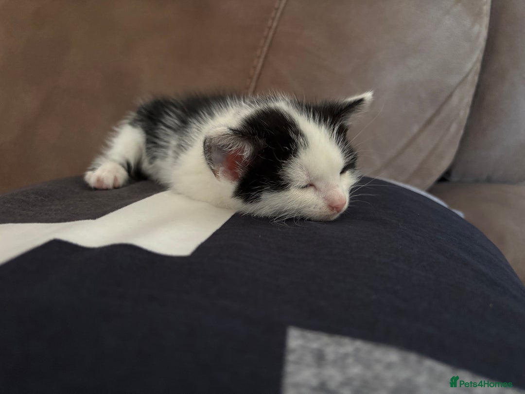British Longhair cats for sale: Three adorable kittens  - Image 20