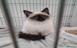 Ragdoll cats for sale: Neutered Adult Seal Point Ragdoll GCCF - Image 3