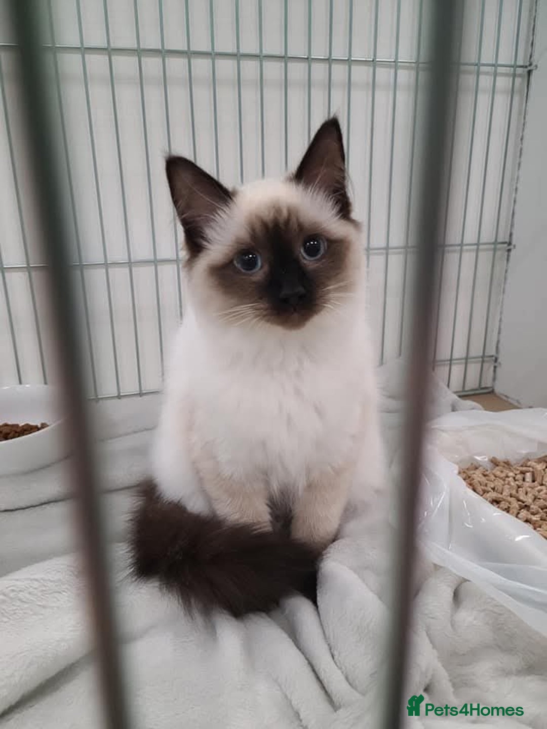 Ragdoll cats for sale: Neutered Adult Seal Point Ragdoll GCCF - Image 3