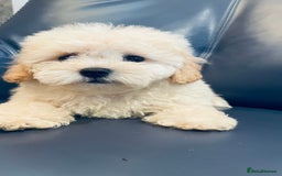 Maltipoo dogs for sale: Stuning Maltipoo Puppies Ready To Go - Image 10