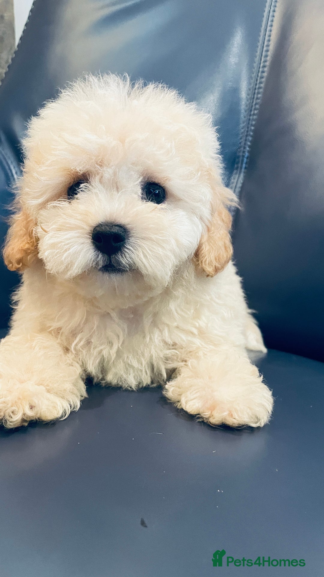 Maltipoo dogs for sale: Stuning Maltipoo Puppies Ready To Go - Image 10