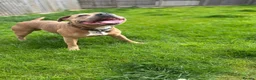 Staffordshire Bull Terrier dogs for stud: 🔥 Rare Fawn (Red) KC Staffy Stud: The Golden Boy  - Advert 3