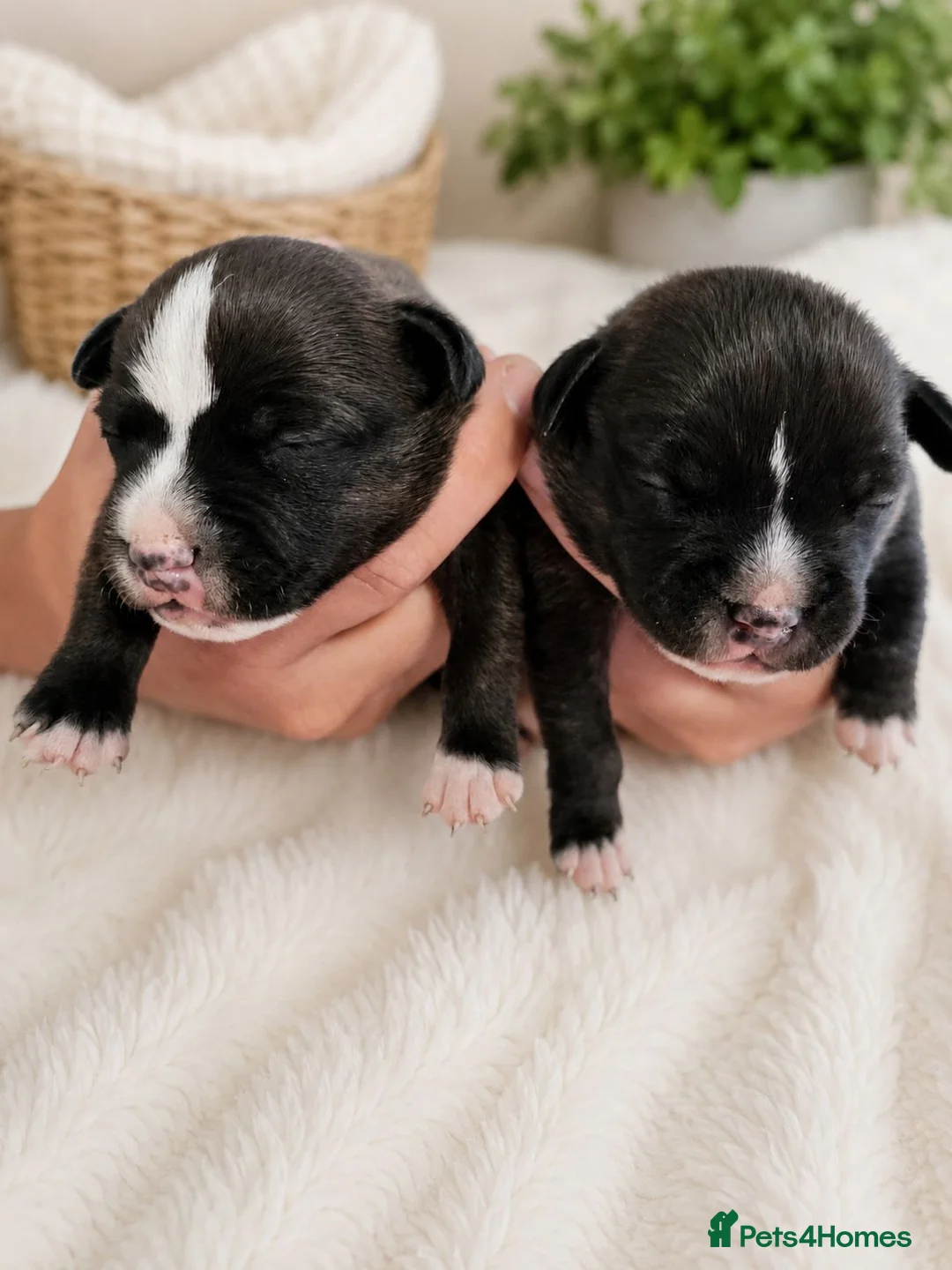 Staffordshire Bull Terrier dogs for sale: Kc reg black brindle staffys  - Advert 1