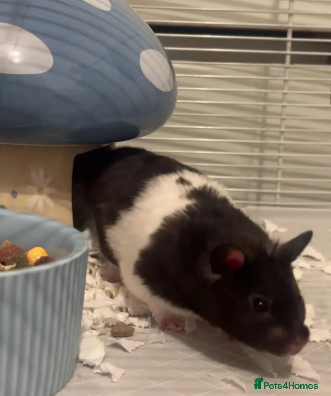 Hamster rodents for sale: Syrian Hamster for Free - Advert 3