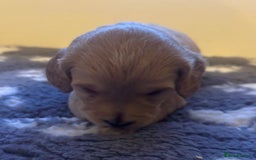Cockapoo dogs for sale: Stunning F1 Cockapoos from H/Tested KC Parents!! - Image 29