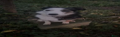 Border Collie 1