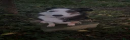 Border Collie dogs for sale: £200 female Border collie comes with her things  - Advert 2