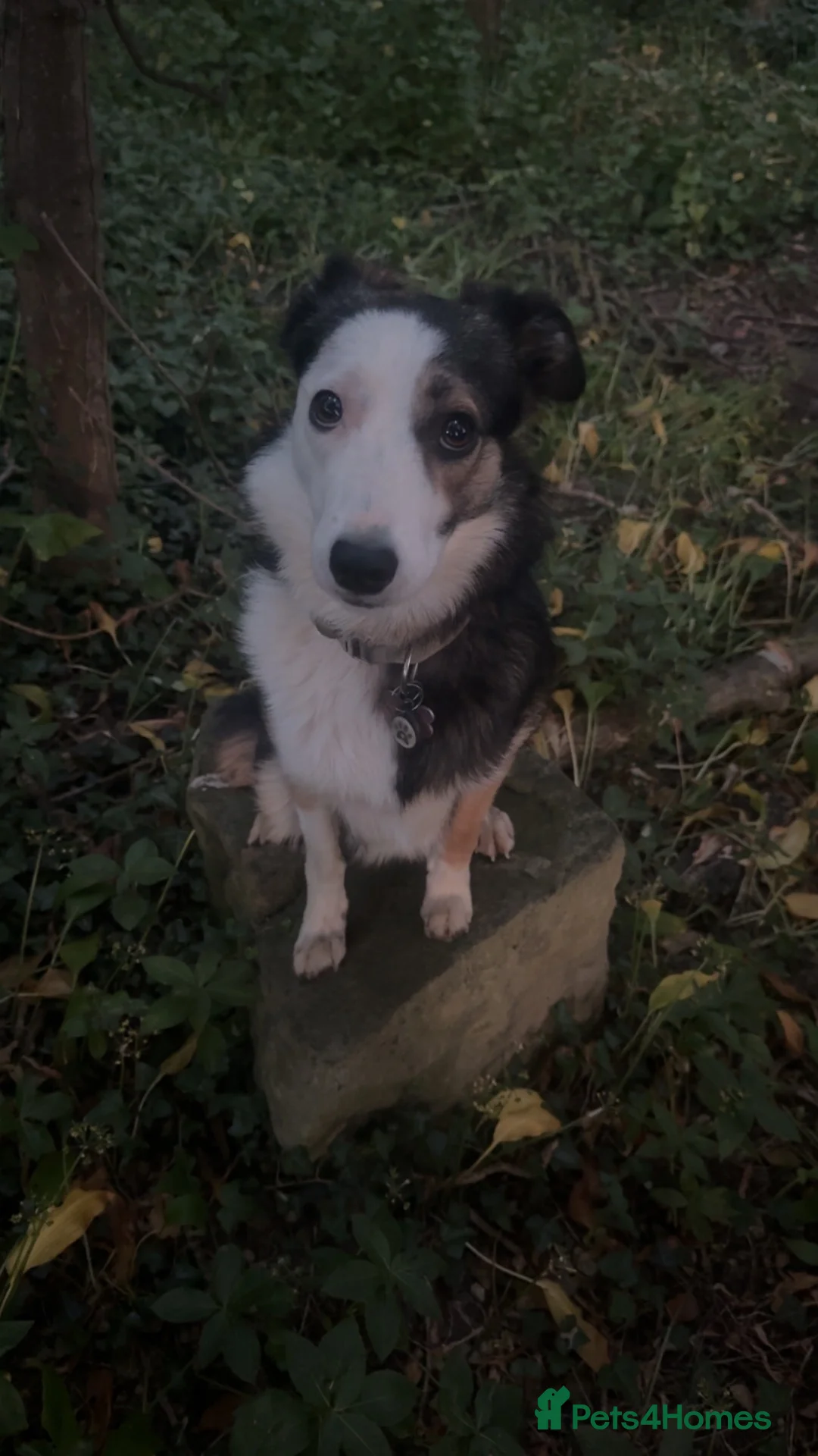 Border Collie dogs for sale: £200 female Border collie comes with her things  - Advert 2