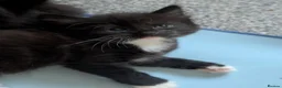 Mixed Breed cats for sale:  beautiful tuxedo kittens Ready now - Advert 3