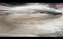 Ragdoll cats for sale: Ragdoll kittens - Image 2