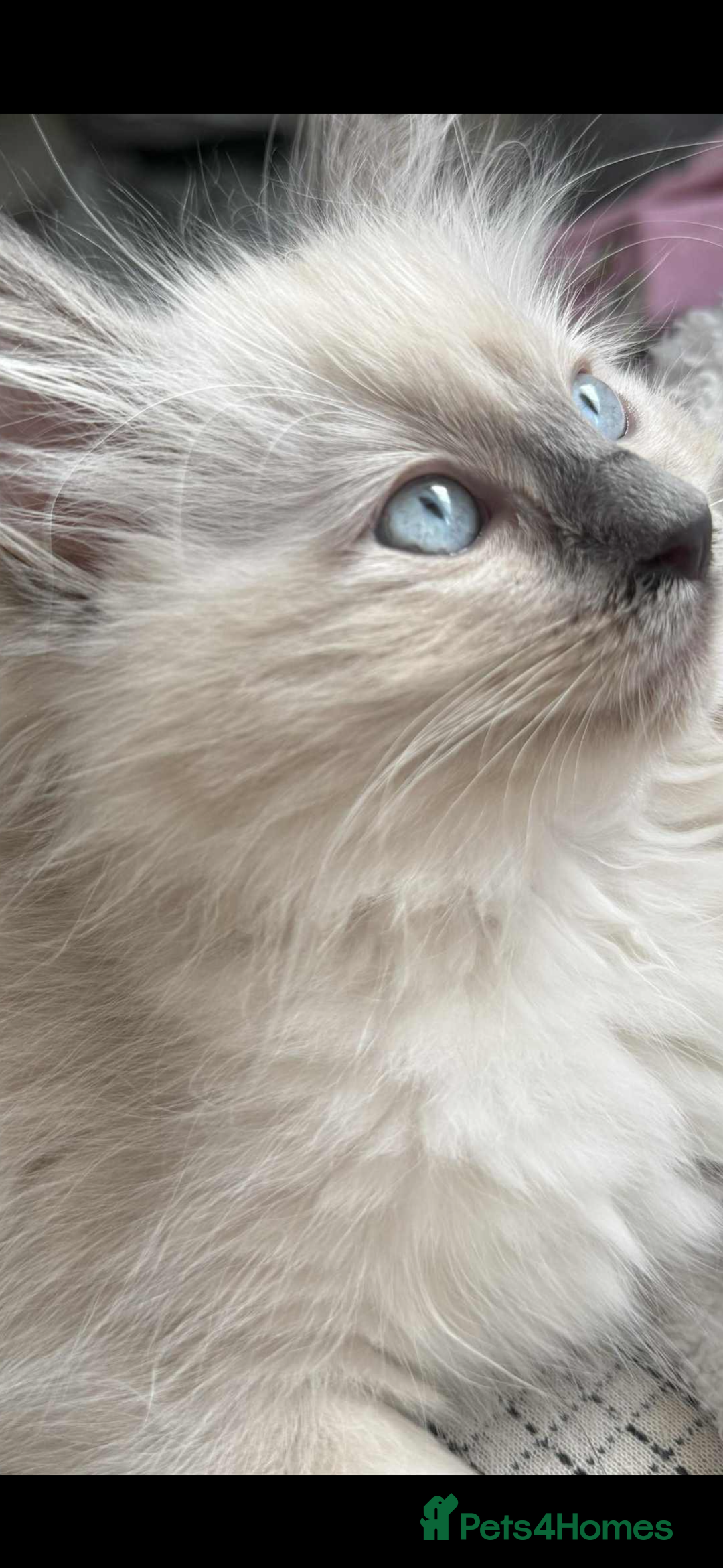 Ragdoll cats for sale: Ragdoll kittens - Image 2