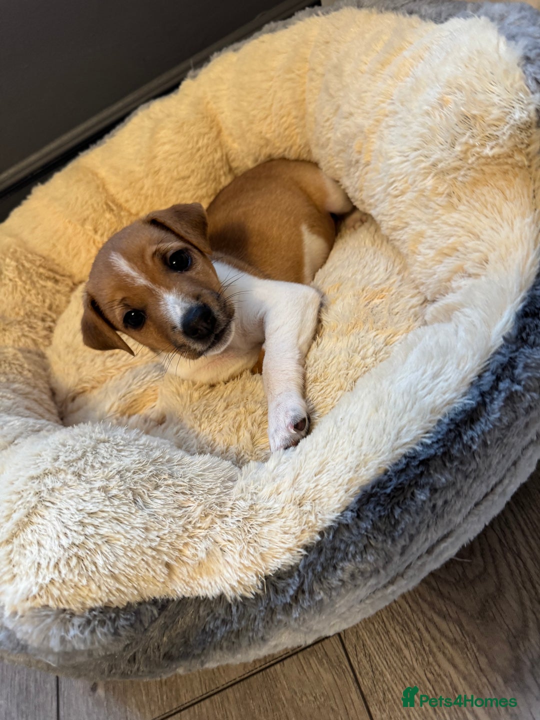 Jack Russell dogs for sale: Jack Russell pup - Image 2