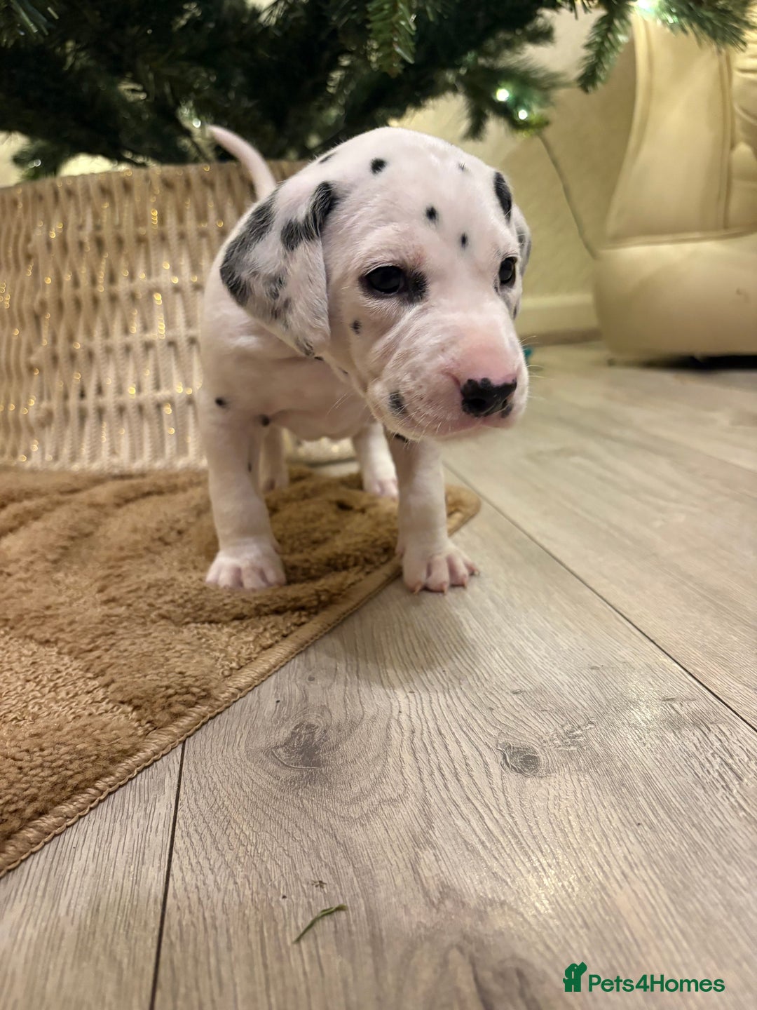 Dalmatian dogs for sale: 5 Generation KC Registered Dalmatians Boys - Advert 20