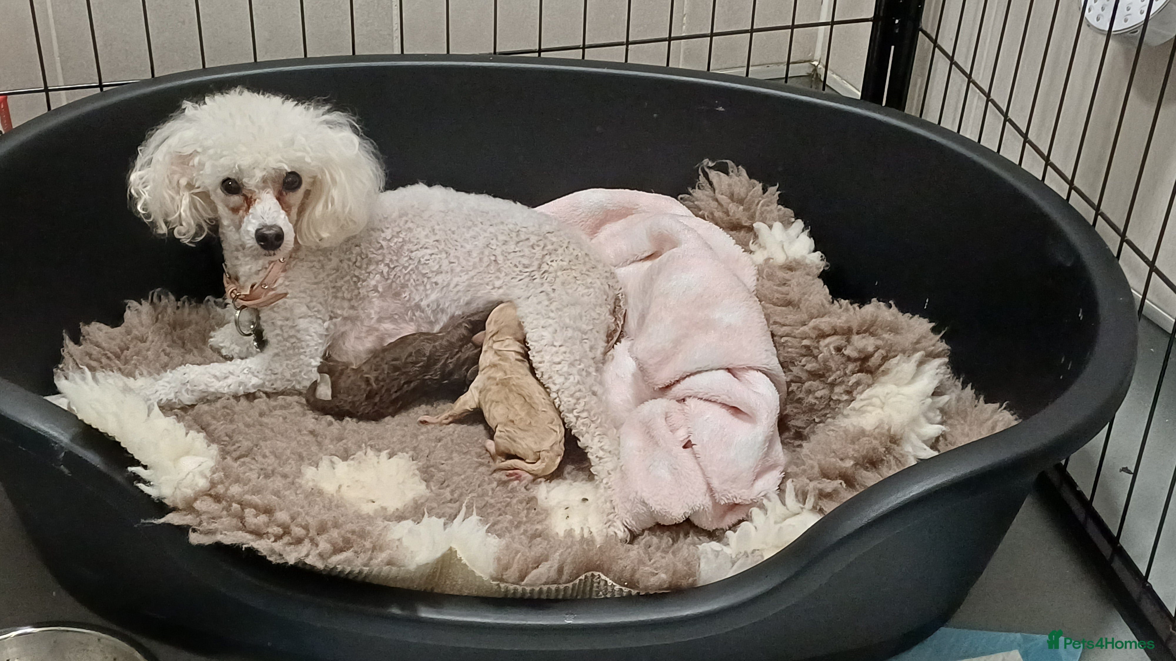 Toy Poodle dogs Female toy poodles chocolate & apricot  - Advert 1