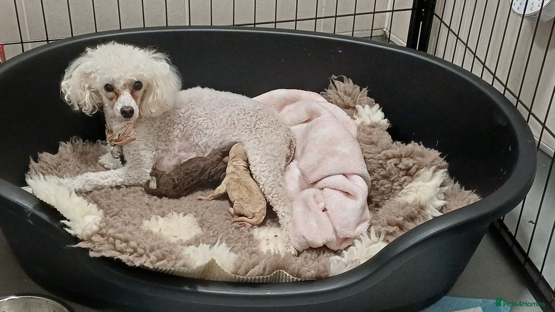 Toy Poodle dogs for sale: Female toy poodles chocolate & apricot  - Advert 1