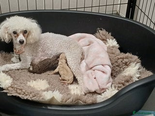 Toy Poodle dogs Female toy poodles chocolate & apricot - Advert 1