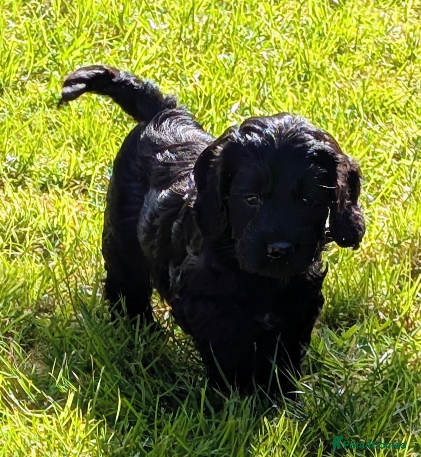 Cockapoo dogs Licensed breeder, health tested F1 cockapoos - Advert 2