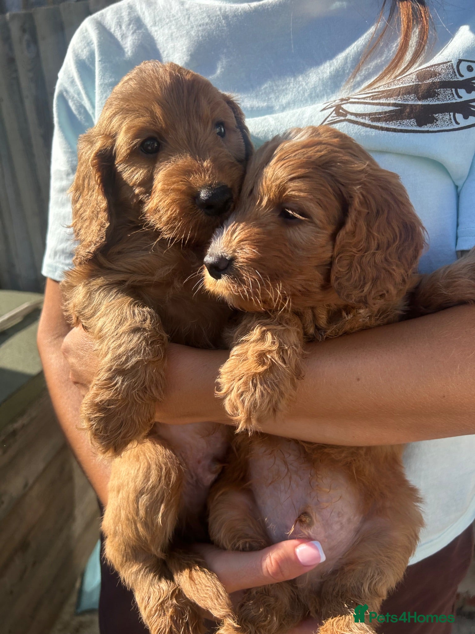 Cockapoo dogs Beautiful Cockerpoo puppie READY TO GO 11TH JULY - Advert 2