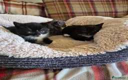 Mixed Breed cats for sale: 2 Beautiful b+w kittens Ready Now ( 2 left) - Image 15