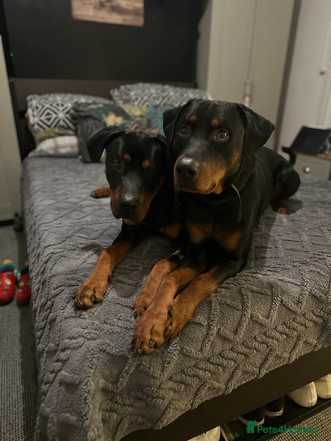 Mixed Breed dogs for sale: 10 Rottweiler cross Doberman pups - Advert 14