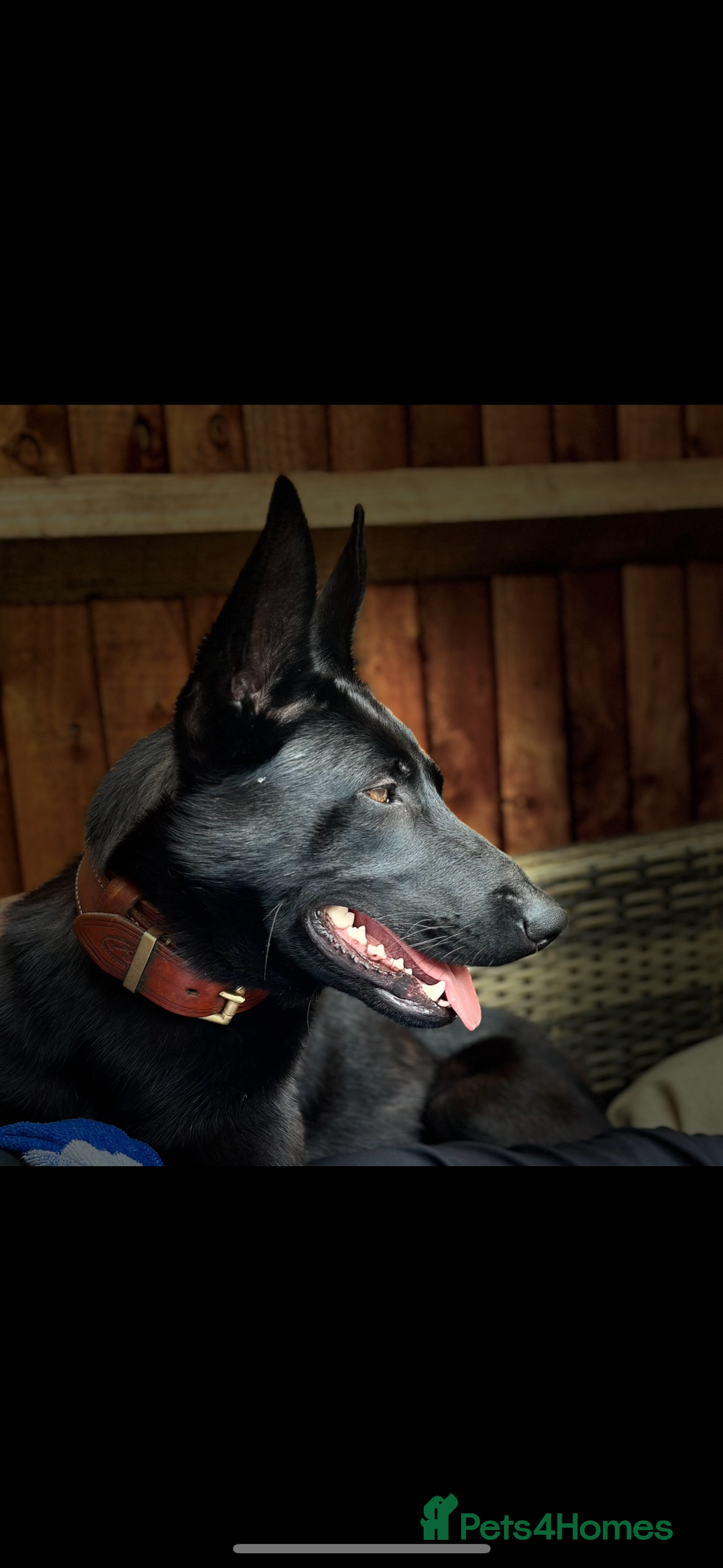 Belgian Shepherd Dog dogs for sale: Top working bloodline belgian malinois puppies - Advert 32