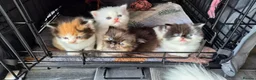 Mixed Breed cats for sale: Beautiful kittens  - Advert 14