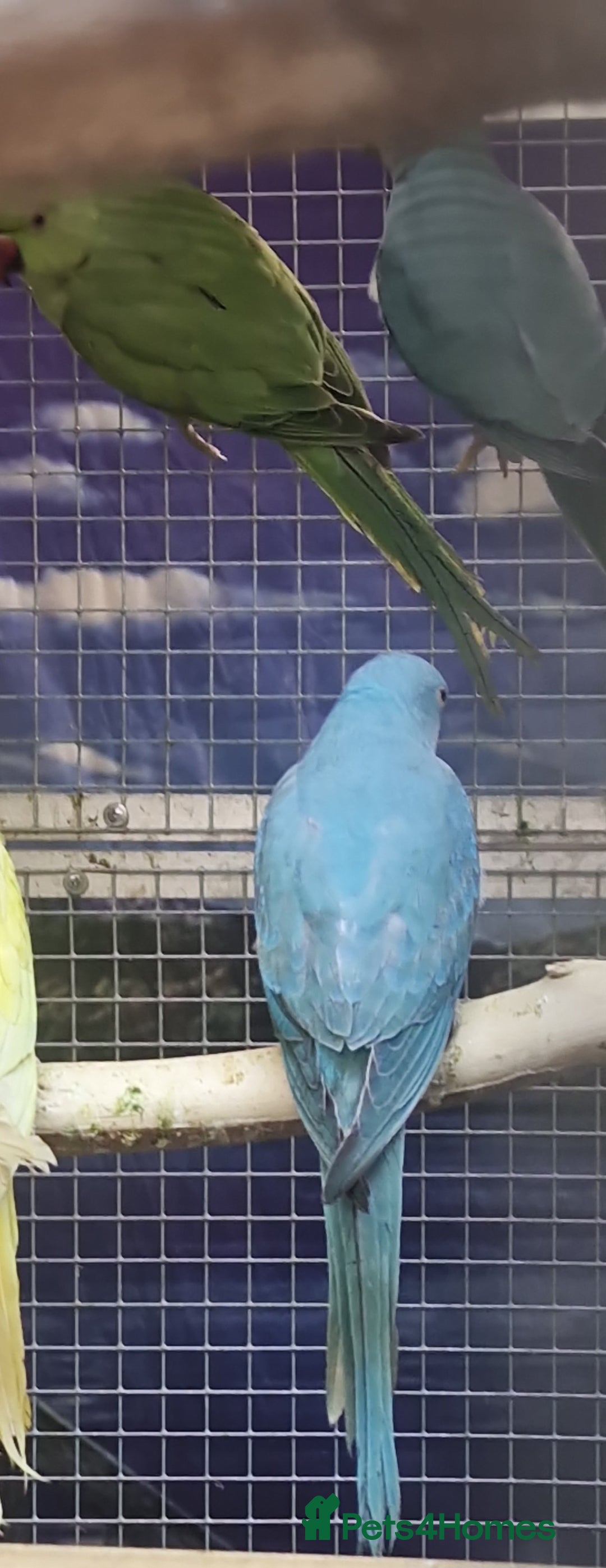 Parrots birds for sale: Xxx BIRDS/PARAKEETS/PARROTS xxX - Advert 22