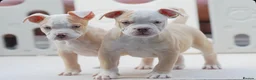 Olde English Bulldogge dogs for sale: 24 years 5⭐️Licensed & Registered, uk No 1  - Advert 18