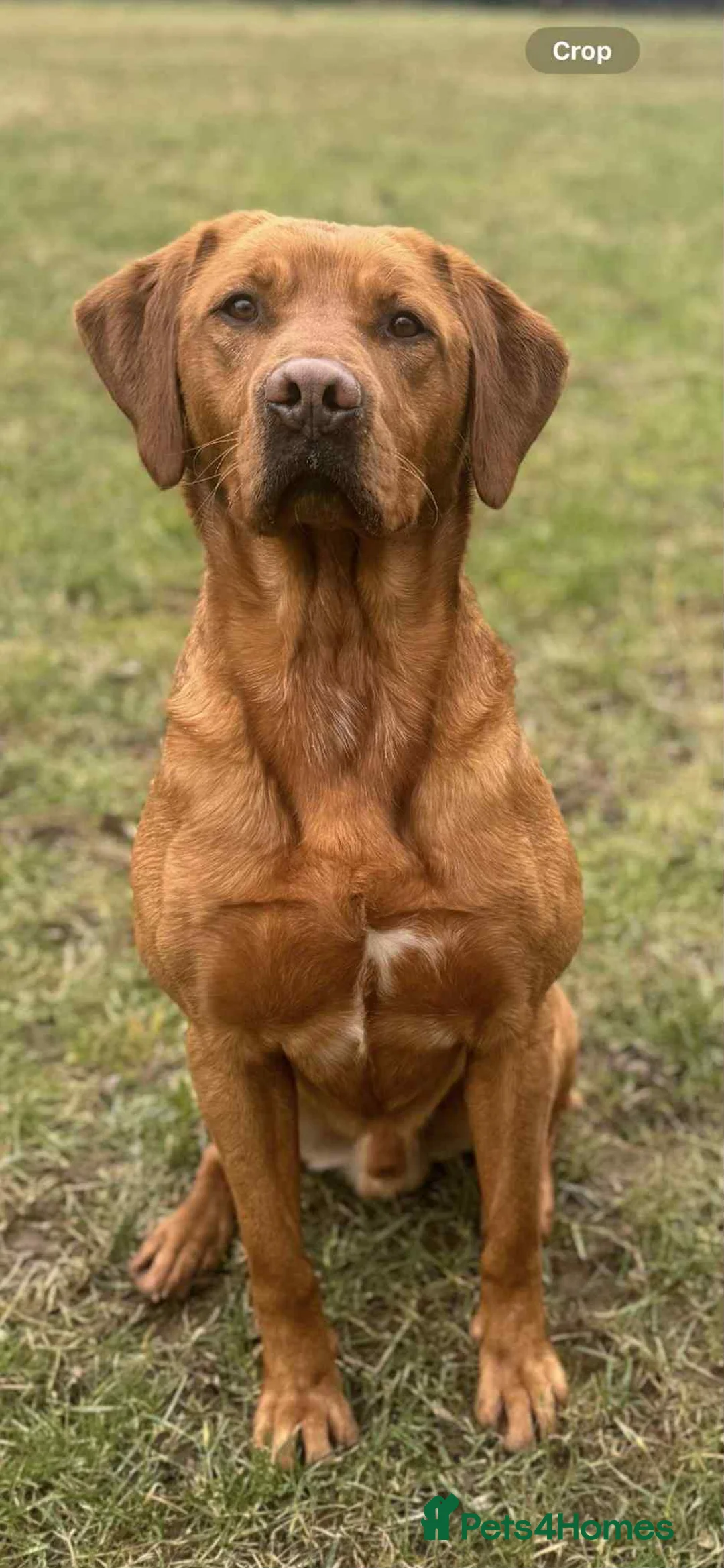 Labrador Retriever dogs for sale: Gorgeous KC registered Labrador puppies  - Advert 17