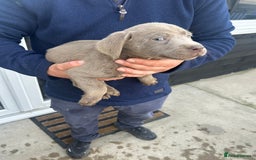 Labrador Retriever dogs for sale: Silver Labrador  - Image 11