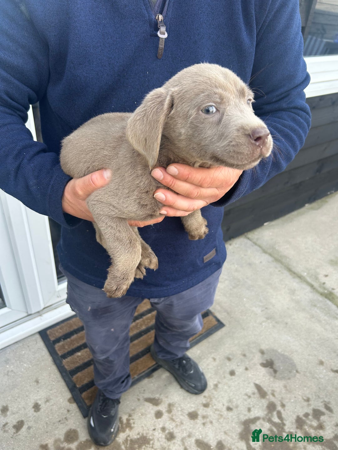 Labrador Retriever dogs for sale: Silver Labrador  - Image 11