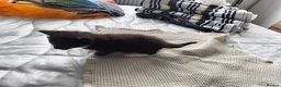 Maine Coon cats for sale: Half Maincoon kittens. Mother is 100% Maincoon  - Advert 17