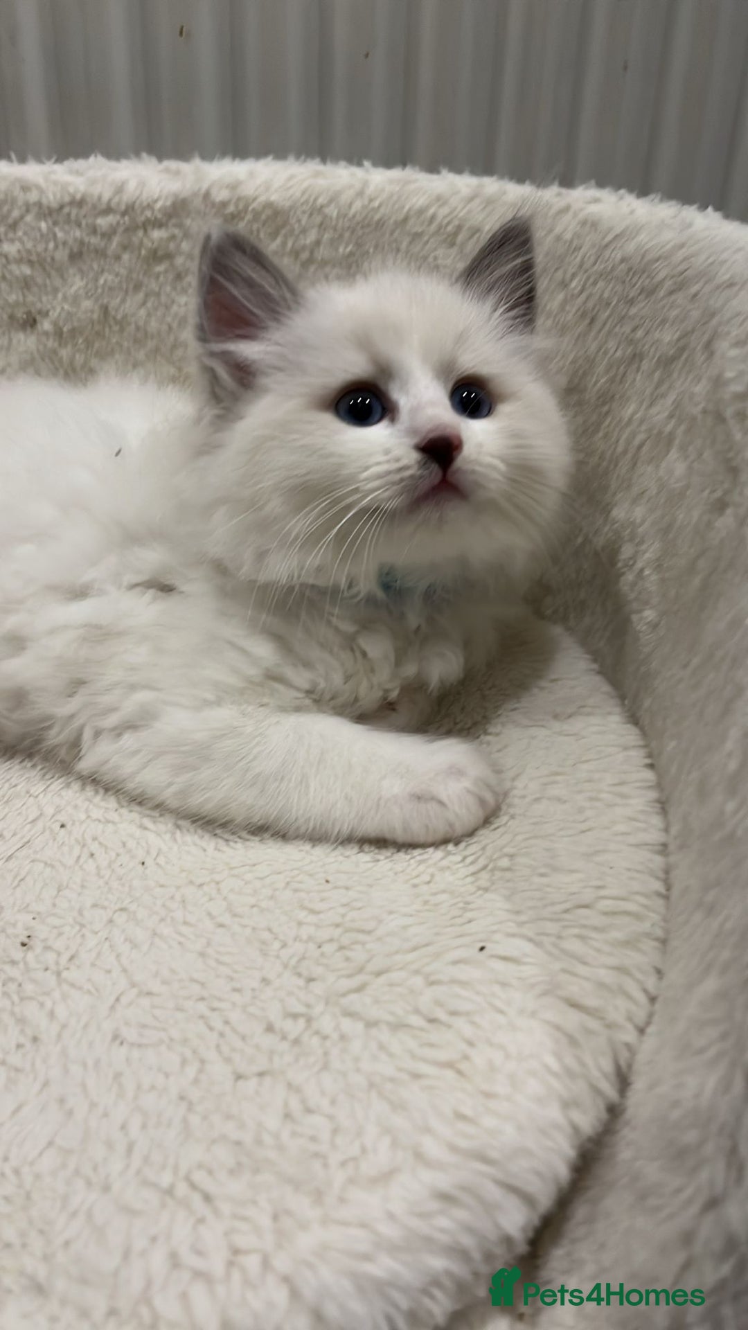 Ragdoll cats for sale: BluePoint Pure Ragdoll Kittens - Advert 3