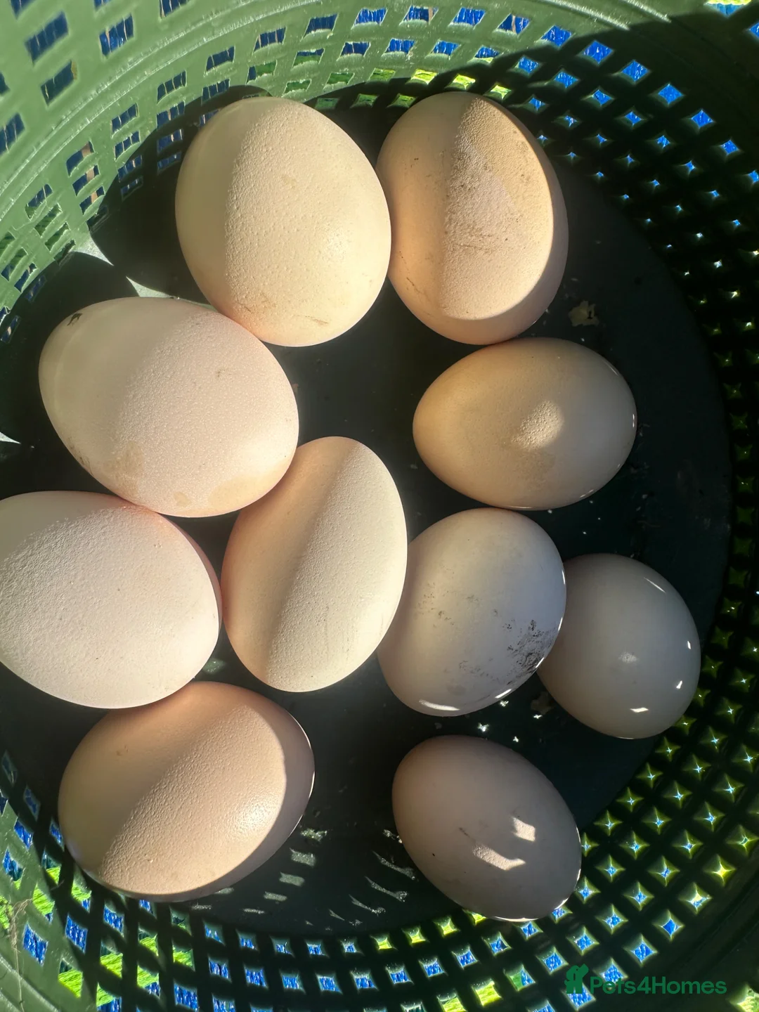 Chickens poultry for sale: Healthy Chickens for Sale – Great Egg Layers 🐔🥚 in Romford - Advert 2