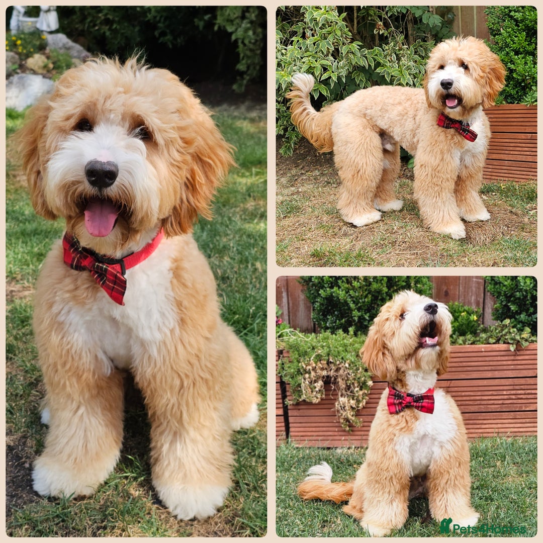 Australian Labradoodle dogs for stud: HIP 0/0 ELBOW 0/0! 100% AUSTRALIAN LABRADOODLE - Image 1
