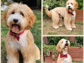 Australian Labradoodle dogs HIP 0/0 ELBOW 0/0! 100% AUSTRALIAN LABRADOODLE - Advert 5