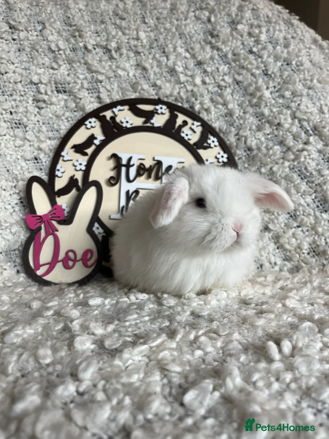 Mini Lop rabbits for sale: Minilop babies available  - Advert 5