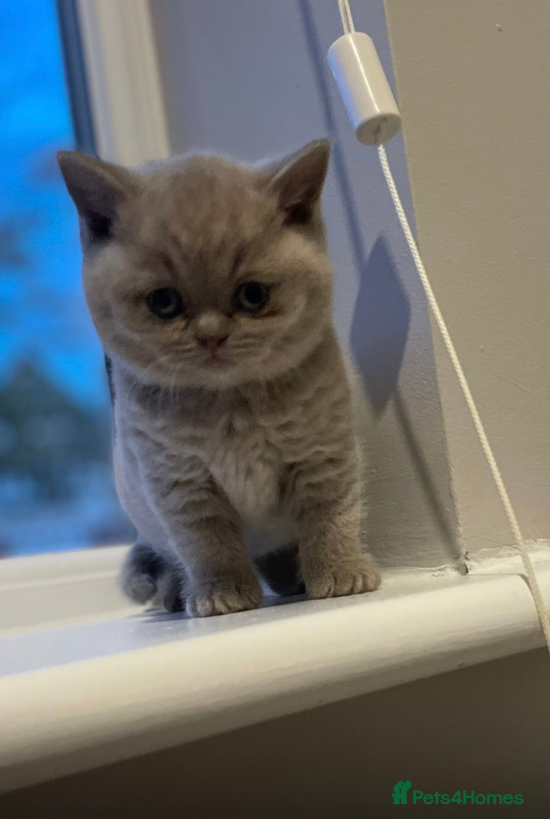 British Shorthair cats for sale: Champion line lilac British shorthair kittens - Advert 1
