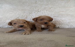 Cockapoo dogs for sale:  f1 cockapoos waiting list open now taking deposit - Image 8