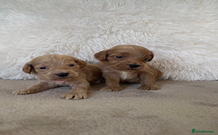 Cockapoo dogs - Advert 4