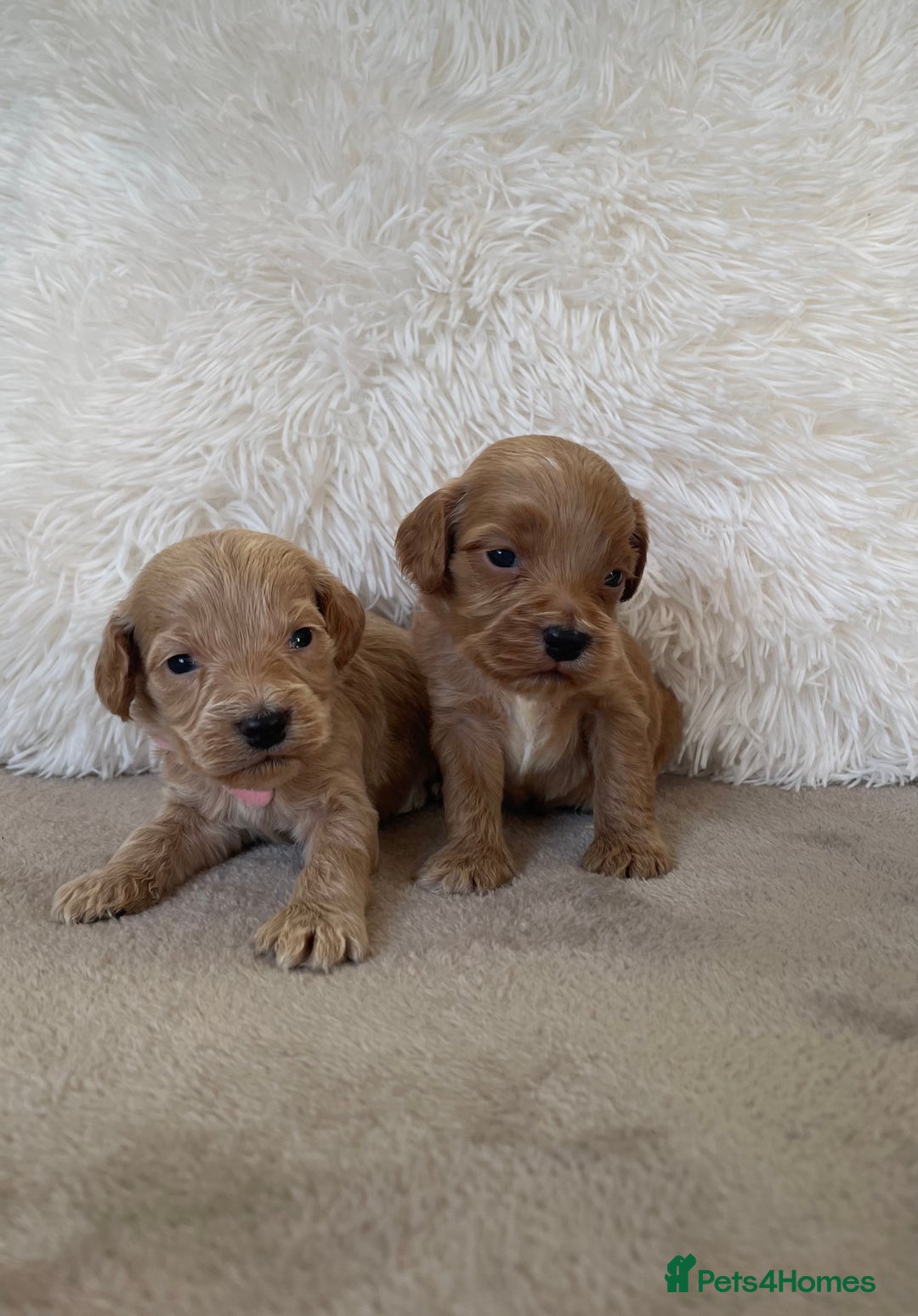 Cockapoo dogs for sale:  f1 cockapoos waiting list open now taking deposit - Image 8