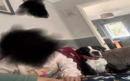 Mixed Breed dogs for sale: Stella - Image 8