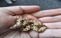 Snake reptiles for sale: Western Hognose Snakes Cb25 - Image 9