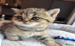 British Shorthair cats for sale: 💎Rare BSH Kittens💎Pedigree Champion Blood Line💎 - Image 24