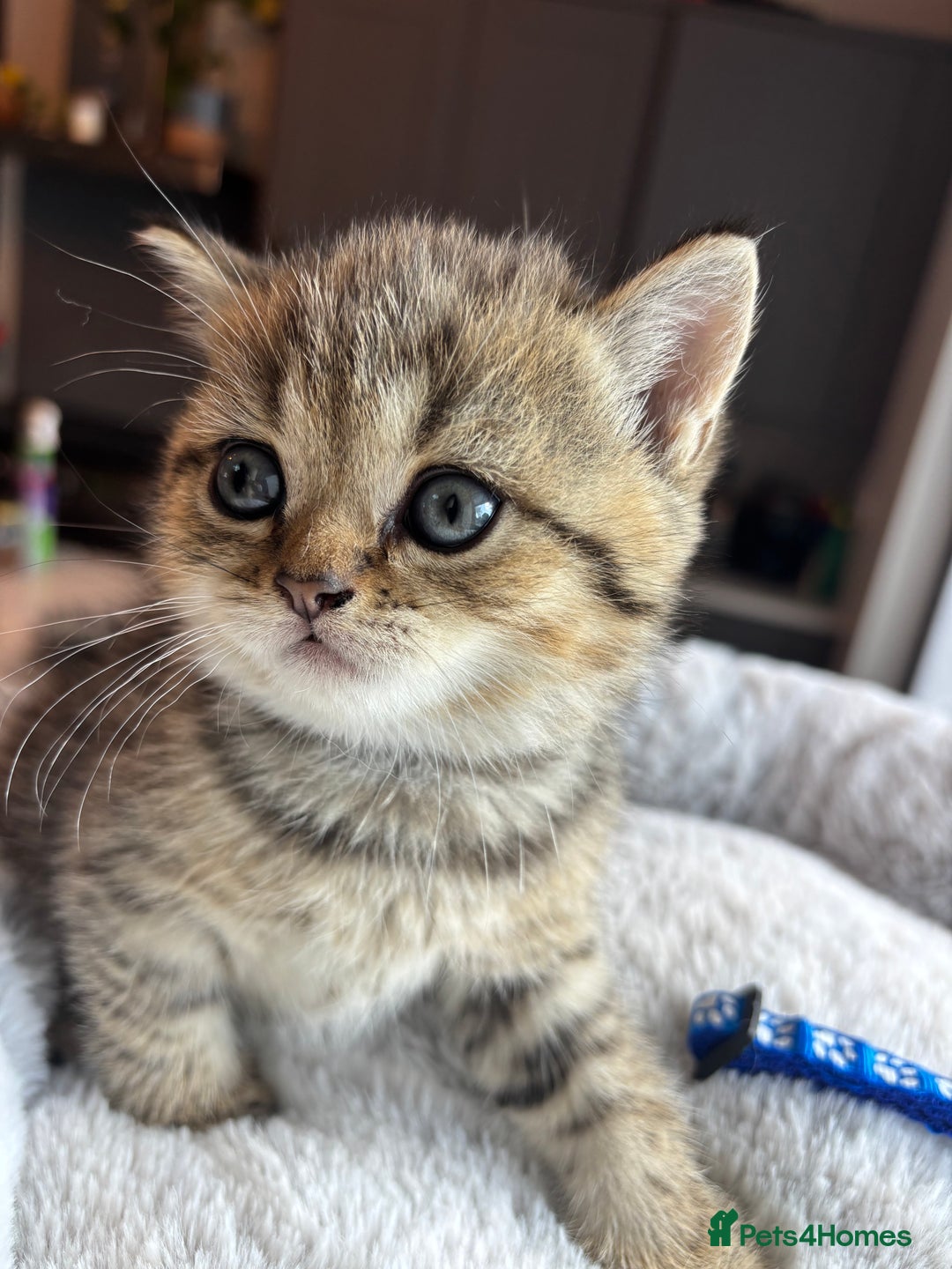 British Shorthair cats for sale: 💎Rare BSH Kittens💎Pedigree Champion Blood Line💎 - Image 24
