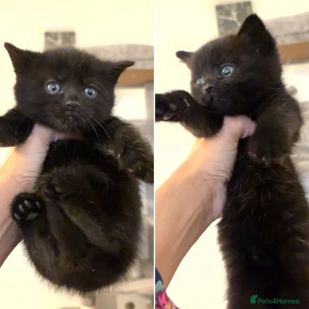 Scottish Fold cats for sale: Gorgeous Scottish fold kittens.💙 - Advert 2