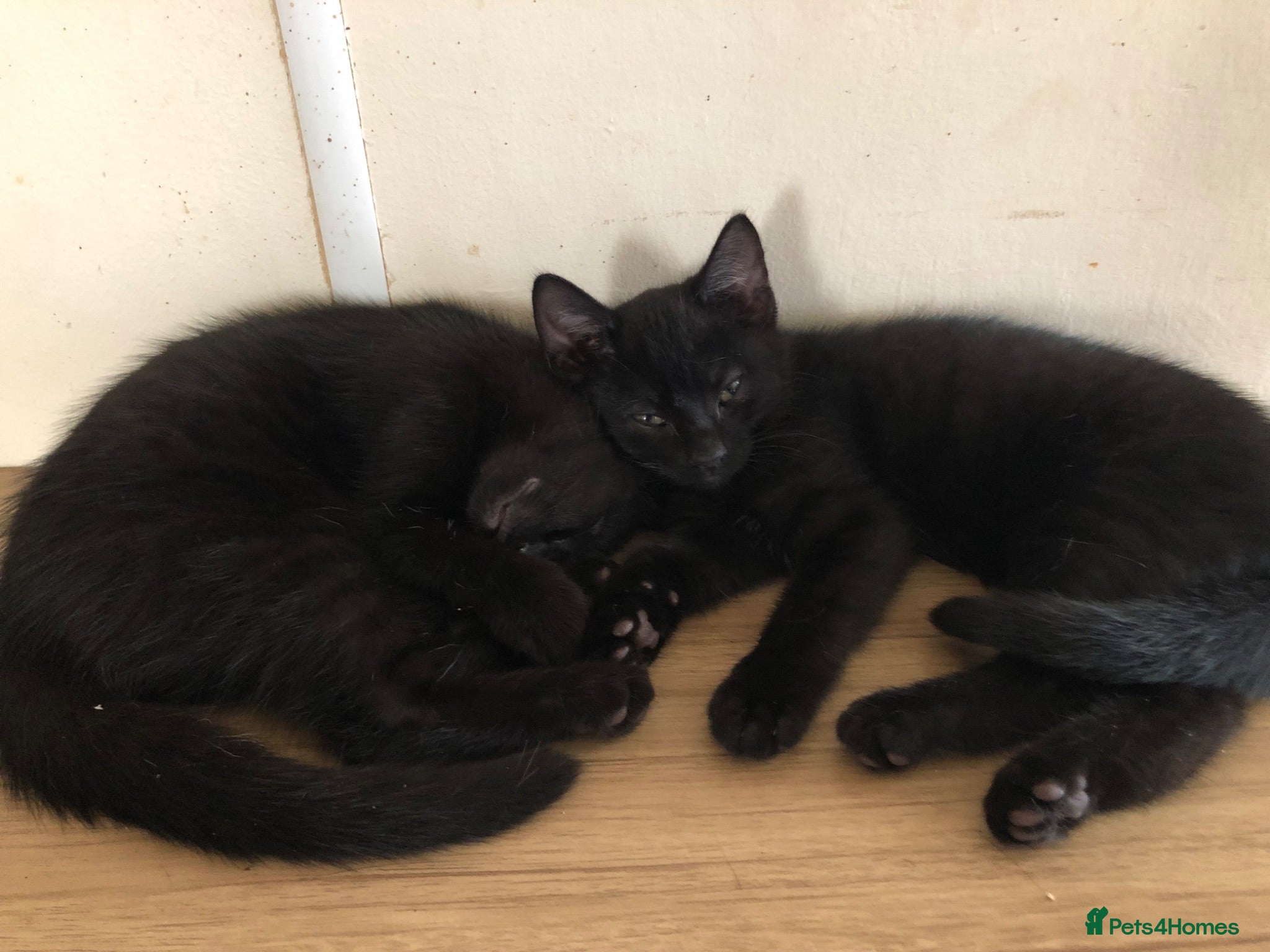 Mixed Breed cats 3 beautiful Maine Coon/Siamese mix kittens - Advert 17