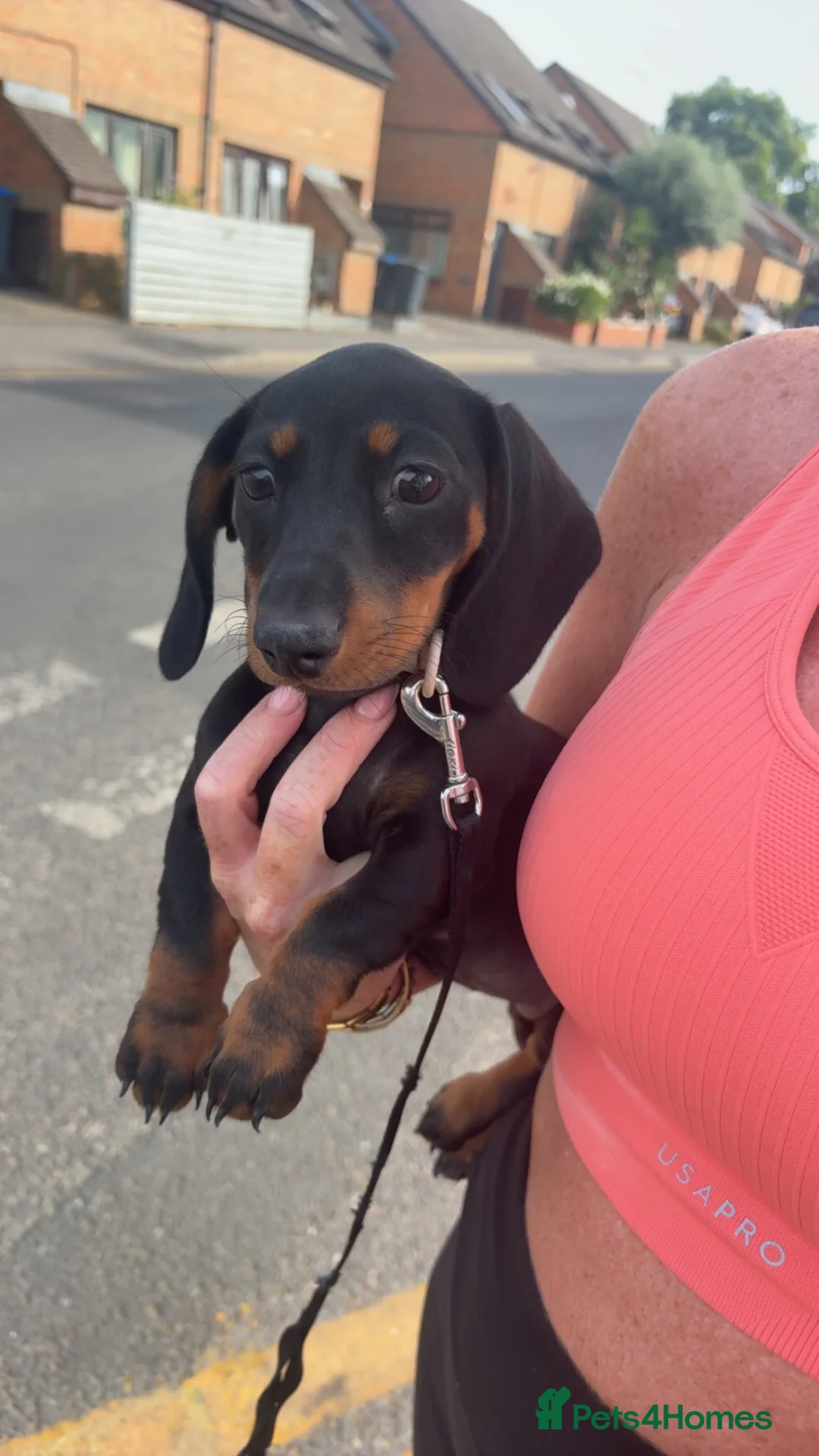 Miniature Dachshund dogs for sale: Bella  in Mitcham - Advert 1