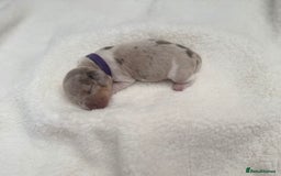 Miniature Dachshund dogs for sale: Miniature Dachshund Puppies - Image 5